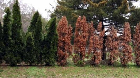 boli chiparos Leylandii